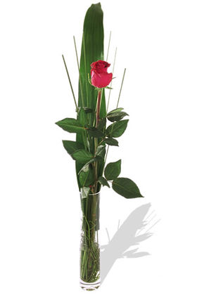 Rose In Bud Vase B2281 Flower Delivery Flower Shop